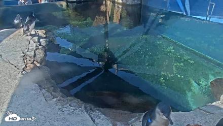 Birch Aquarium Penguin Exhibit Live Webcam - Sep 11, 2026, 10:14am PDT