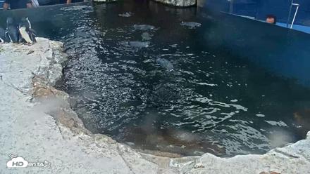 Birch Aquarium Penguin Exhibit Live Webcam - Aug 28, 2026, 1:50pm PDT