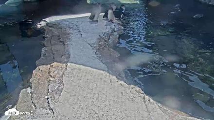Birch Aquarium Penguin Exhibit Live Webcam - Aug 17, 2026, 2:45pm PDT