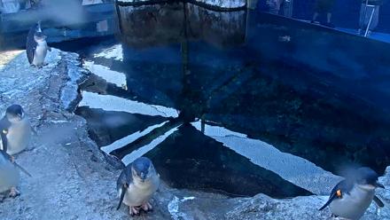 Birch Aquarium Penguin Exhibit Live Webcam - Jan 18, 2026, 3:28pm PST