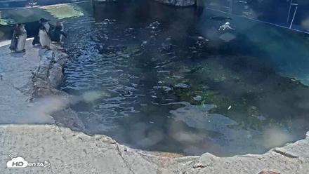 Birch Aquarium Penguin Exhibit Live Webcam - Aug 17, 2026, 2:45pm PDT