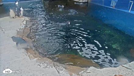 Birch Aquarium Penguin Exhibit Live Webcam - Oct 10, 2026, 8:38am PDT