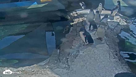 Birch Aquarium Penguin Exhibit Live Webcam - Sep 15, 2026, 2:54pm PDT