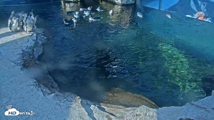 Birch Aquarium Penguin Exhibit Live Webcam - Oct 5, 2026, 9:34am PDT