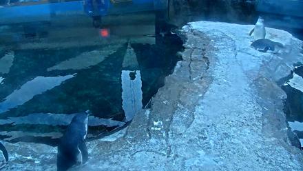 Birch Aquarium Penguin Exhibit Live Webcam - Nov 11, 2025, 4:44pm PST