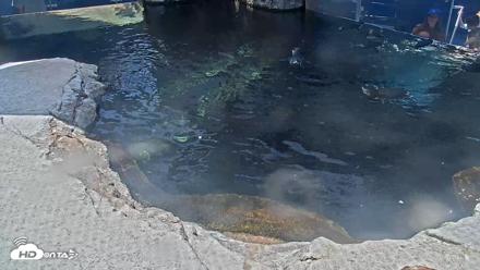 Birch Aquarium Penguin Exhibit Live Webcam - Aug 17, 2026, 1:23pm PDT