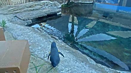 Birch Aquarium Penguin Exhibit Live Webcam - Oct 31, 2025, 5:08pm PDT