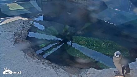 Birch Aquarium Penguin Exhibit Live Webcam - Sep 1, 2026, 3:06pm PDT