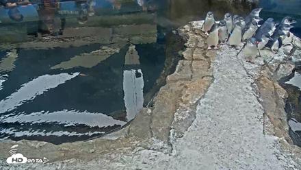 Birch Aquarium Penguin Exhibit Live Webcam - Oct 11, 2026, 9:43am PDT