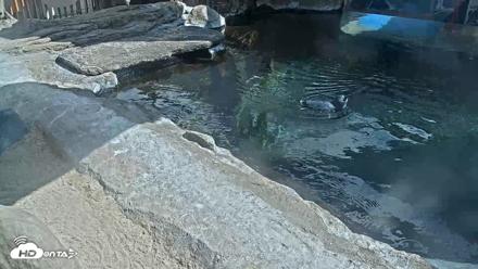 Birch Aquarium Penguin Exhibit Live Webcam - Sep 21, 2026, 2:42pm PDT