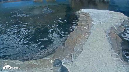 Birch Aquarium Penguin Exhibit Live Webcam - Sep 17, 2026, 7:03am PDT