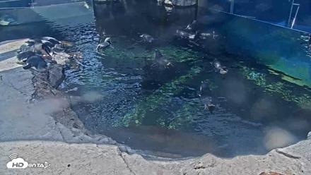 Birch Aquarium Penguin Exhibit Live Webcam - Sep 22, 2026, 1:54pm PDT