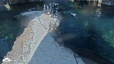 Birch Aquarium Penguin Exhibit Live Webcam - Sep 4, 2026, 10:02am PDT