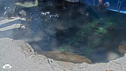 Birch Aquarium Penguin Exhibit Live Webcam - Oct 6, 2026, 12:38pm PDT