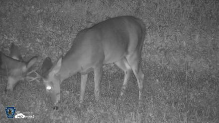 Pennsylvania Elk Live Webcam - Sep 28, 2026, 4:33am EDT