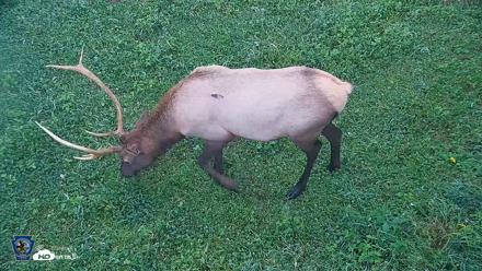 Pennsylvania Elk Live Webcam - Sep 7, 2026, 6:52am EDT