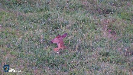 Pennsylvania Elk Live Webcam - Sep 8, 2026, 7:00pm EDT
