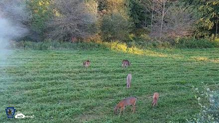 Pennsylvania Elk Live Webcam - Sep 5, 2026, 6:42pm EDT