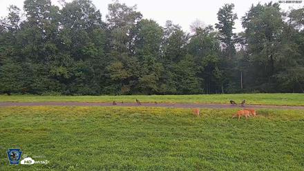 Pennsylvania Elk Live Webcam - Aug 11, 2026, 7:53am EDT