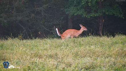Pennsylvania Elk Live Webcam - Sep 4, 2026, 6:12pm EDT
