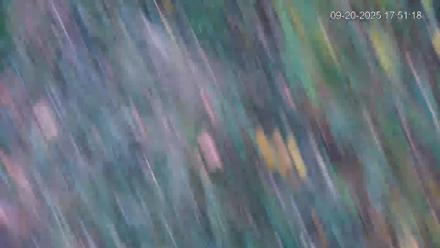 Pennsylvania Elk Live Webcam - Sep 20, 2025, 5:52pm EDT