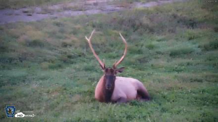 Pennsylvania Elk Live Webcam - Sep 8, 2026, 7:43pm EDT