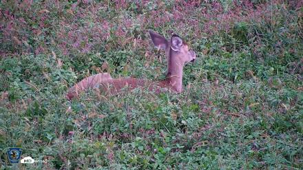 Pennsylvania Elk Live Webcam - Oct 1, 2026, 6:04pm EDT