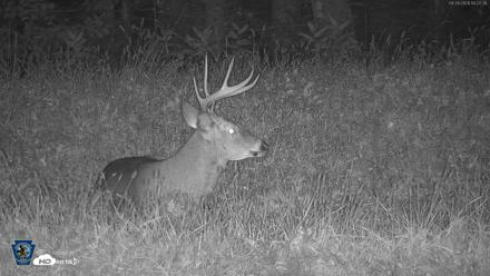 Pennsylvania Elk Live Webcam - Sep 29, 2026, 4:23am EDT