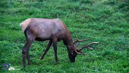 Pennsylvania Elk Live Webcam - Aug 7, 2026, 7:45pm EDT