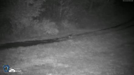 Pennsylvania Elk Live Webcam - Oct 3, 2026, 8:00pm EDT