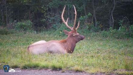 Pennsylvania Elk Live Webcam - Sep 9, 2026, 7:00pm EDT