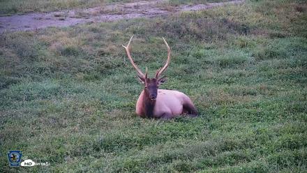 Pennsylvania Elk Live Webcam - Sep 8, 2026, 7:41pm EDT