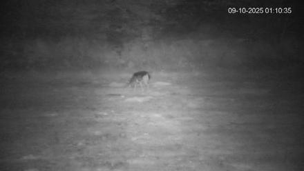 Pennsylvania Elk Live Webcam - Sep 10, 2025, 1:11am EDT