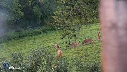 Pennsylvania Elk Live Webcam - Sep 5, 2026, 7:53am EDT