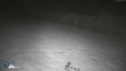 Pennsylvania Elk Live Webcam - Sep 10, 2026, 3:29am EDT