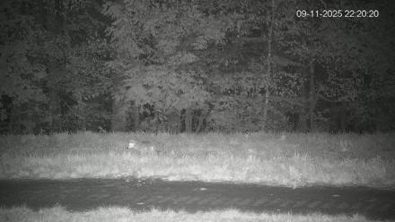 Pennsylvania Elk Live Webcam - Sep 11, 2025, 10:21pm EDT