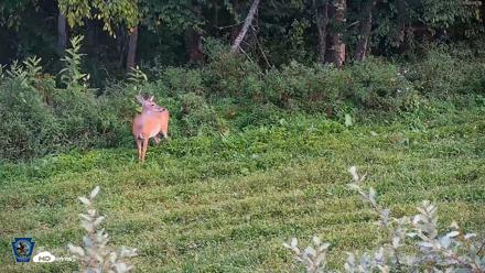 Pennsylvania Elk Live Webcam - Sep 4, 2026, 6:43pm EDT