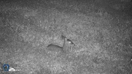 Pennsylvania Elk Live Webcam - Oct 1, 2026, 4:26am EDT