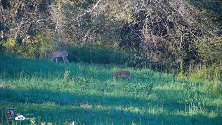 Pennsylvania Elk Live Webcam - Sep 5, 2026, 6:25pm EDT