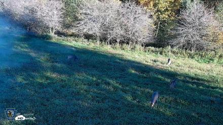 Pennsylvania Elk Live Webcam - Oct 3, 2026, 5:16pm EDT