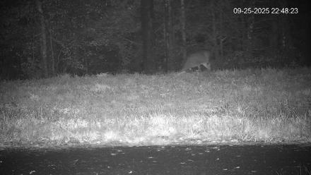 Pennsylvania Elk Live Webcam - Sep 25, 2025, 10:49pm EDT