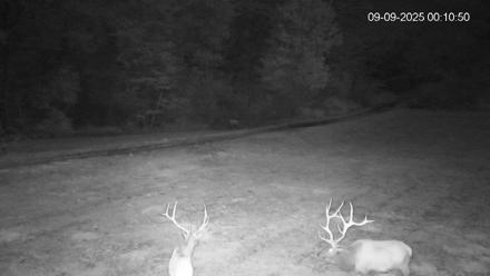 Pennsylvania Elk Live Webcam - Sep 9, 2025, 12:11am EDT