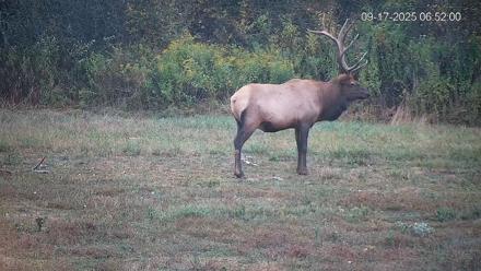 Pennsylvania Elk Live Webcam - Sep 17, 2025, 6:56am EDT