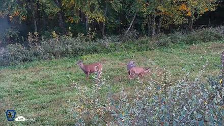 Pennsylvania Elk Live Webcam - Sep 30, 2026, 5:29pm EDT