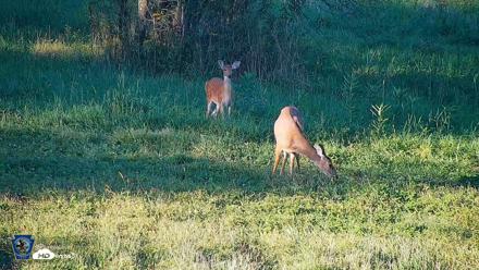 Pennsylvania Elk Live Webcam - Sep 5, 2026, 6:27pm EDT