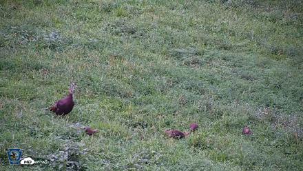 Pennsylvania Elk Live Webcam - Aug 13, 2026, 6:31pm EDT