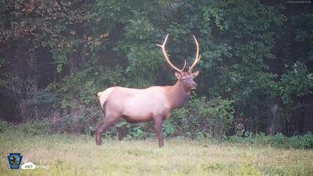 Pennsylvania Elk Live Webcam - Sep 9, 2026, 7:03pm EDT