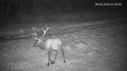Pennsylvania Elk Live Webcam - Sep 2, 2025, 1:56am EDT