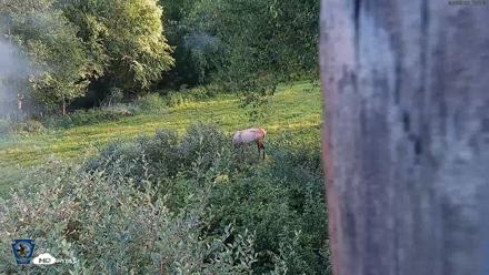 Pennsylvania Elk Live Webcam - Sep 6, 2026, 6:28pm EDT