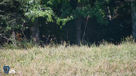 Pennsylvania Elk Live Webcam - Sep 7, 2026, 12:03pm EDT